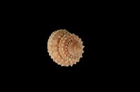 藏品(棘黍螺)的圖片